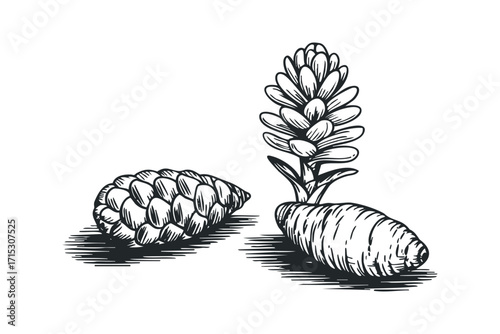 Two unique botanical elements on transparent. Vector hand drawn