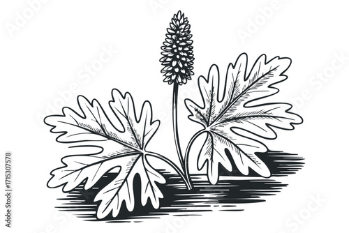 Black and white line drawing of a plant with spiky flower. Vector hand drawn