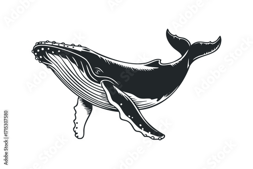Humpback whale vector illustration with transparent background. Vector hand drawn