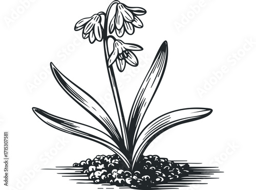 Woodcut wildflower ink sketch with nodding blooms and leaves. Vector hand drawn