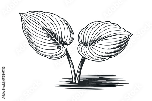 Engraved Plant Leaves Image on Transparent Background. Vector hand drawn