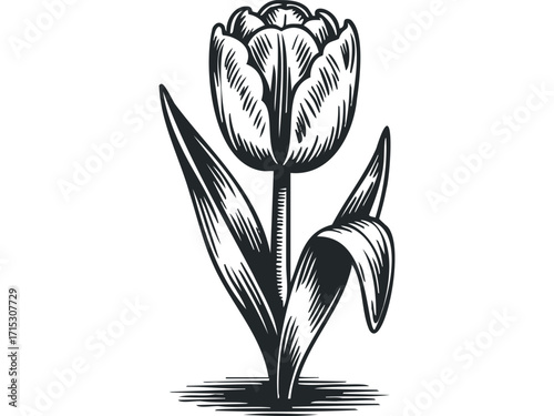 Black and White Tulip Flower Transparent Background. Vector hand drawn