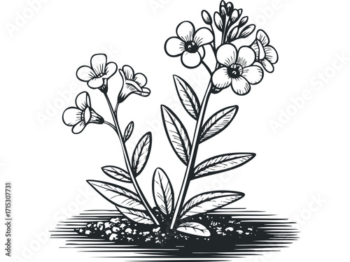 Detailed Ink Drawing of Blooming Forget-Me-Not Flowers on Transparent Background. Vector hand drawn