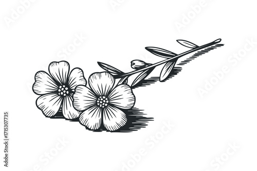 Black and white drawing of delicate floral branch with two flowers. Vector hand drawn