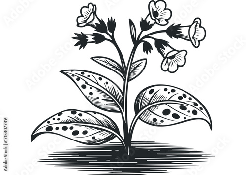 Black and white ink sketch of a flowering plant with bell-shaped blooms. Vector hand drawn