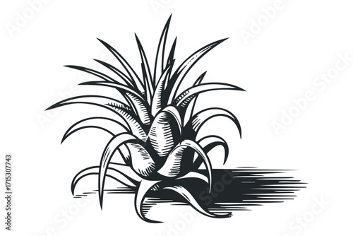 Spiky bromeliad plant isolated on white background. Vector hand drawn
