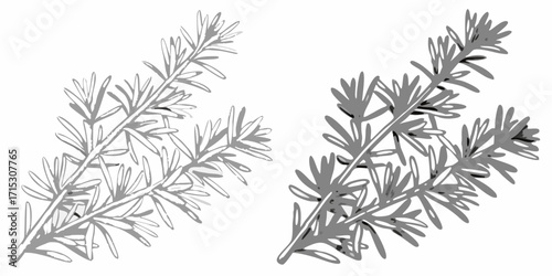 Two sprigs of rosemary depicted in grayscale with one sprig slightly darker than the other one | editable eps vectors silhouette