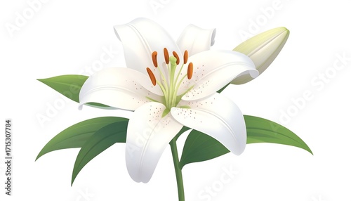 White lily illustration