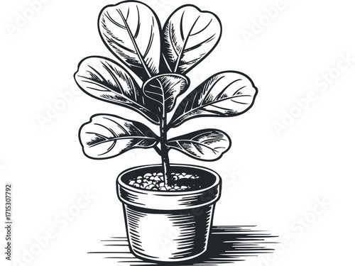 Potted fiddle leaf fig tree, minimalist line drawing,. Vector hand drawn