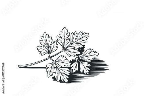 Black and white line drawing of parsley herb sprigs on transparent background. Vector hand drawn