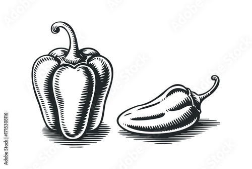 Bell pepper and jalapeno on transparent background. Vector hand drawn
