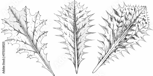 Three detailed monochrome sketches of holly leaves with sharp spiky edges and visible veins artfully drawn | editable eps vectors silhouette