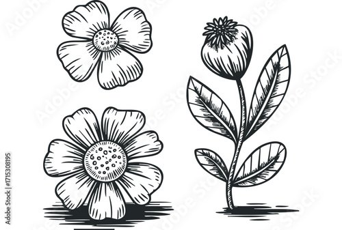 Hand drawn sketch of three delicate flowers with petals and leaves. Vector hand drawn
