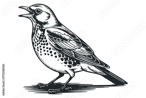 Bird vocalizing with open beak on a transparent background. Vector hand drawn