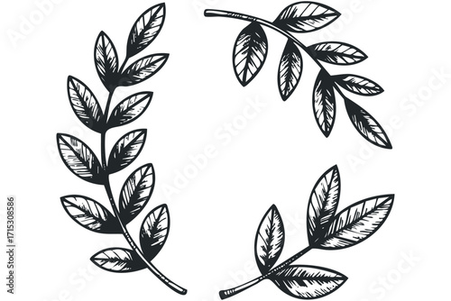 Hand drawn branch with leaves. Vector hand drawn