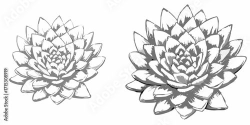 Two monochrome dahlia flowers with detailed petals on a white background in a sketch style drawing | editable eps vectors silhouette