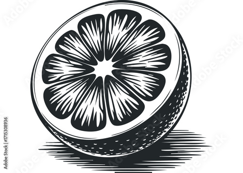 Detailed Ink Drawing of a Half Citrus Fruit on White. Vector hand drawn