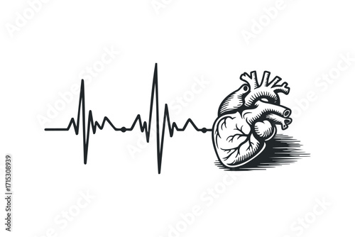 Heartbeat Pulse Line Connects to Anatomical Heart. Vector hand drawn