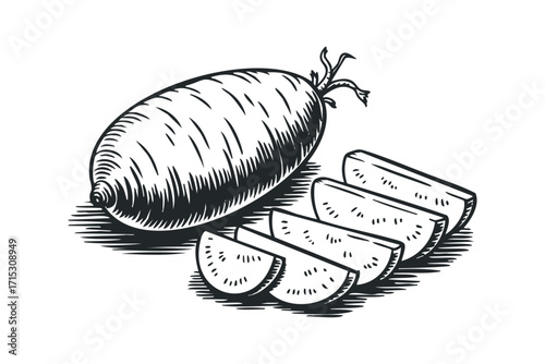Whole daikon radish and slices isolated on white. Vector hand drawn