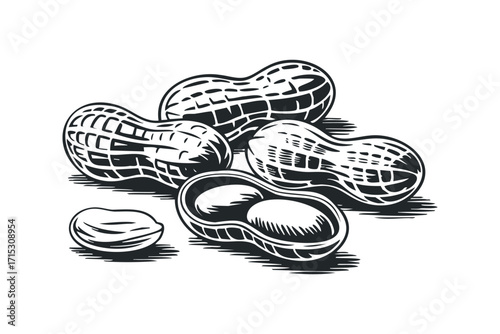 Group of peanuts on transparent background. Vector hand drawn