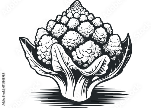 Mono Line Art Cauliflower Image with Transparent Background. Vector hand drawn