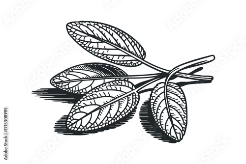 Engraved sage leaf sprig on transparent. Vector hand drawn