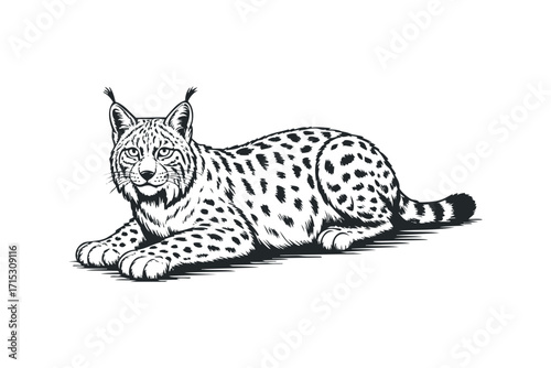 Lynx lying down on transparent background image. Vector hand drawn