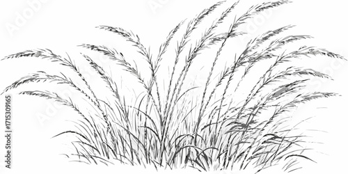 A monochrome illustration of a clump of ornamental grass with feathery seed heads in a white background | editable eps vectors silhouette