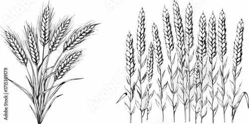 Illustration of wheat stalks in a field and a bundle of wheat ears in black and white drawing style | editable eps vectors silhouette