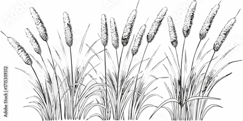 Illustration of several cattails with long leaves in a black and white ink wash style drawing design | editable eps vectors silhouette