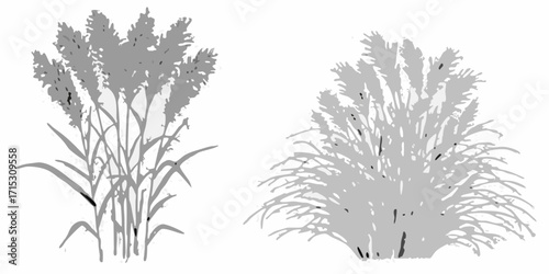 Two clumps of pampas grass displayed in a grayscale image with a white background and detailed stems | editable eps vectors silhouette
