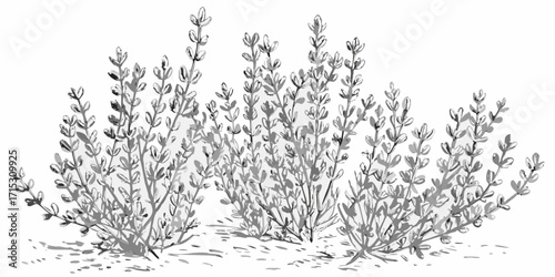 Monochrome drawing of several small plants with tiny leaves in a cluster on a white background | editable eps vectors silhouette