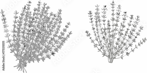 Two bunches of lavender plants with thin stems and small leaves in a grayscale illustration style image | editable eps vectors silhouette