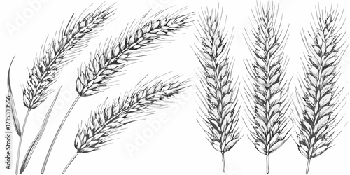 Illustration of several wheat stalks in black and white showing detailed grain structures and plant leaves | editable eps vectors silhouette