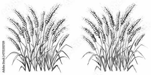 Two bunches of wheat stalks with grains and leaves in a monochrome ink wash style illustration art piece | editable eps vectors silhouette