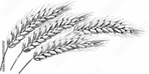 Illustration showing several stalks of wheat grain with detailed texture and shading effect present here | editable eps vectors silhouette