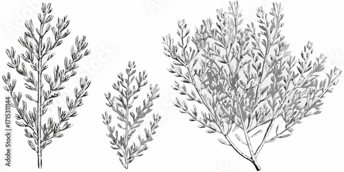 Three sketches of leafy branches in grayscale with varying sizes and densities of foliage shown here | editable eps vectors silhouette