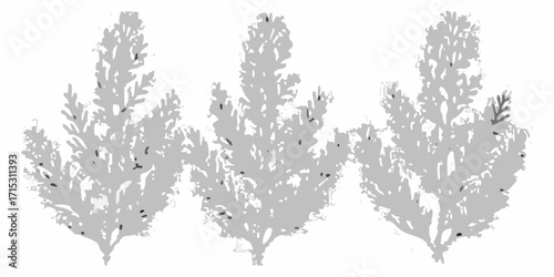 Three grey scale plants with small dark spots scattered throughout the foliage on a white background | editable eps vectors silhouette
