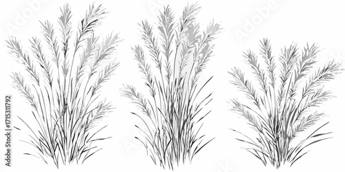 Three separate clusters of pampas grass plumes in a monochrome illustration style drawing art | editable eps vectors silhouette