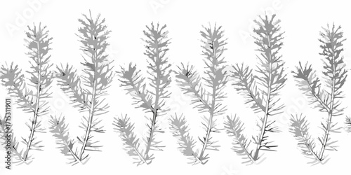 Arrangement of stylized grey sprigs with delicate needles against a white background creating a pattern | editable eps vectors silhouette