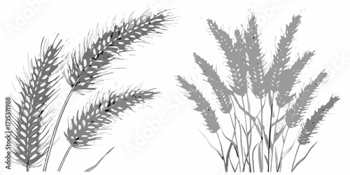 Two groups of wheat stalks are presented in monochrome with detailed textures and varying shades of gray | editable eps vectors silhouette