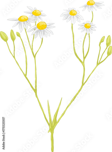 Hand Drawing Painting of Daisy Flower Botanical Illustration