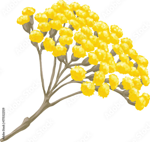 Hand Drawing Painting of Helichrysum Flower Botanical Illustration