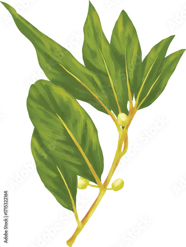 Hand Drawing Painting of Bay Laurel Botanical Illustration