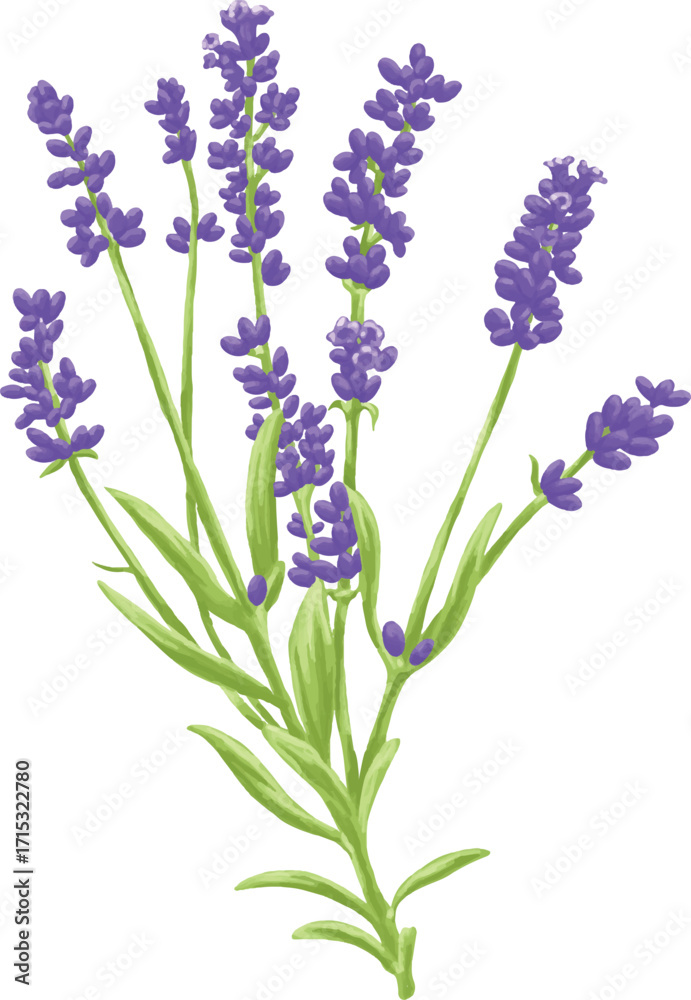 Obraz premium Hand Drawing Painting of Lavender Flower Botanical Illustration