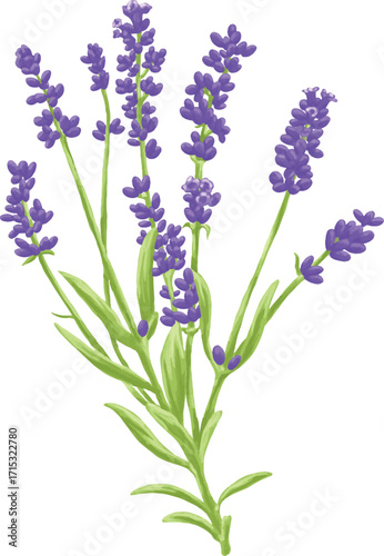 Hand Drawing Painting of Lavender Flower Botanical Illustration