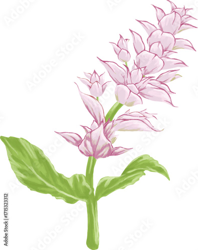 Hand Drawing Painting of Clary Sage Botanical Illustration