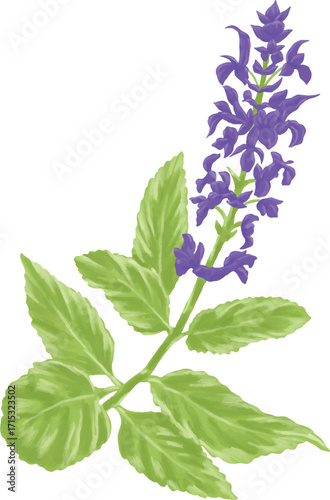 Hand Drawing Painting of Clary Sage Botanical Illustration