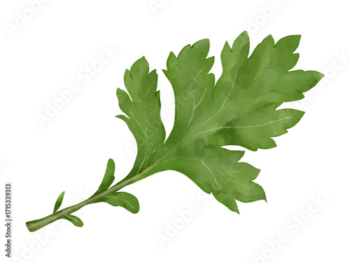 よもぎ　薬草　水彩イラスト