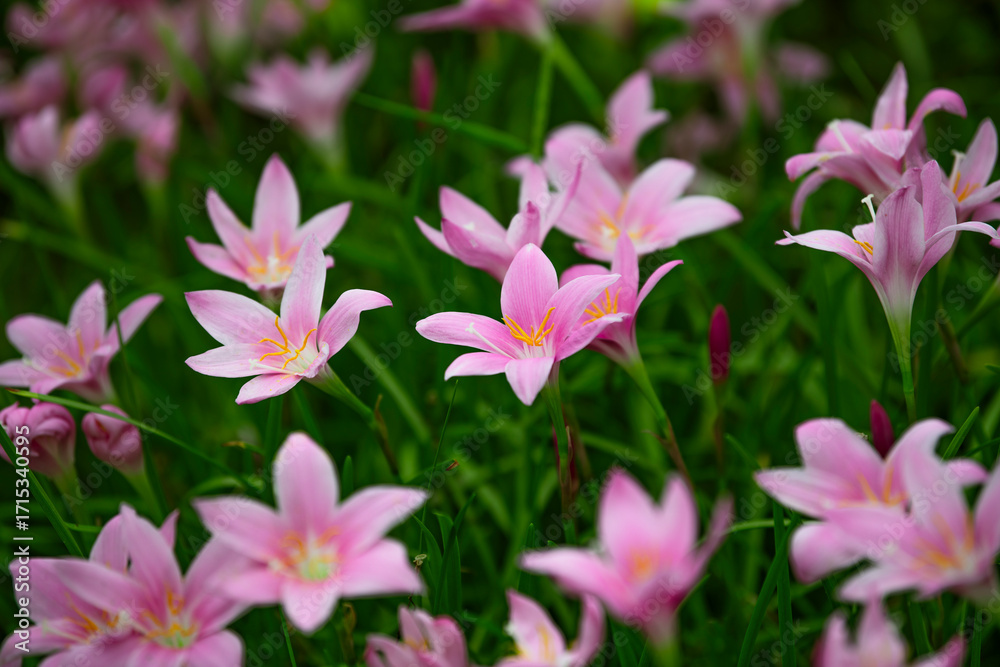 Fototapeta premium Delicate pink Zephyranthes blooming